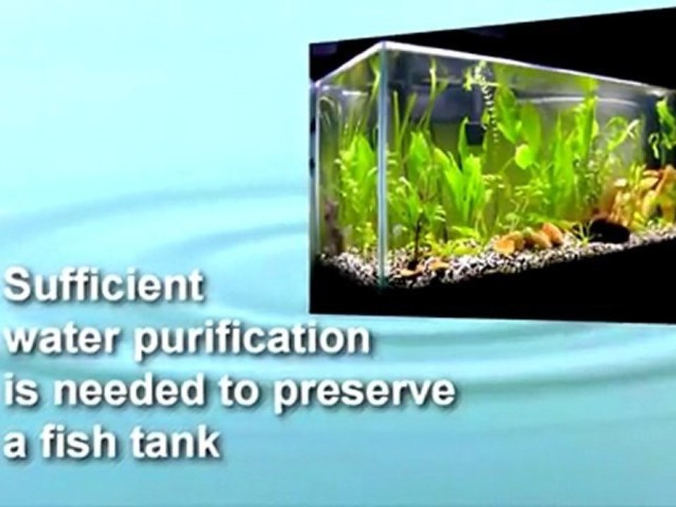 Common Mistake in Setting up a Home aquarium