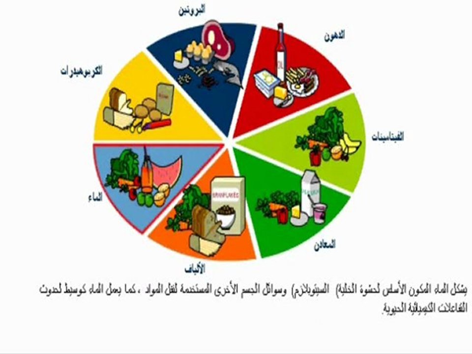 الغداء الاساسي