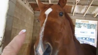 Training A Horse To Smile