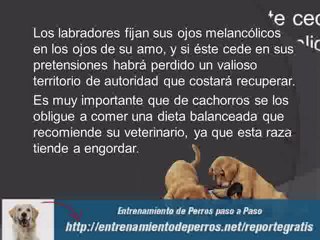 Videos de Adiestramiento de Cachorros