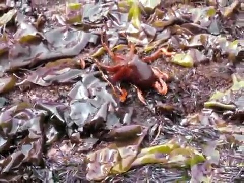 Pieuvre qui marche sur la terre