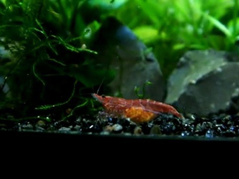red cherry grainée