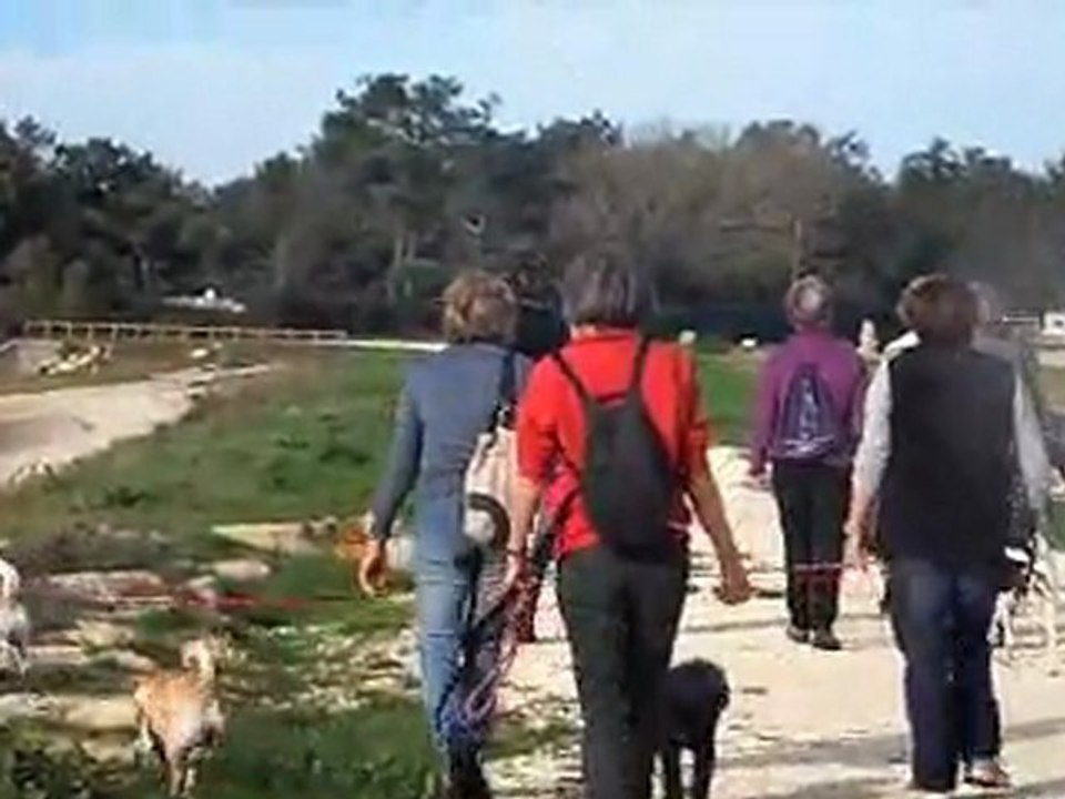 Balade et Agility sur le Bassin D'arcachon le 19 Novembre 2011