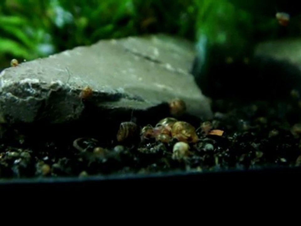 montagne de planorbes