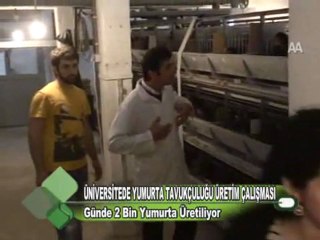 ÜNİVERSİTEDE YUMURTA TAVUKÇULUĞU ÜRETİM ÇALIŞMASI 22.11.2011