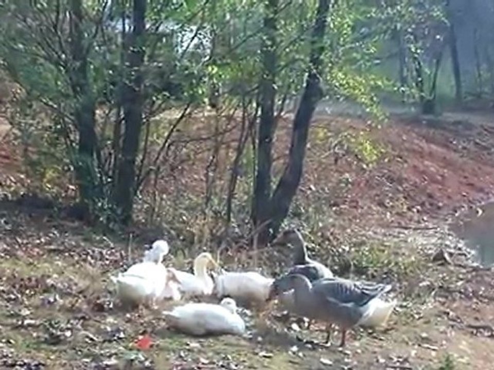 Ducks don't want my bread