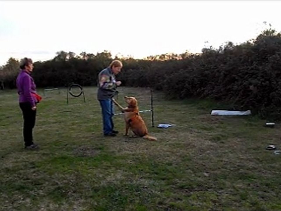 Balade et Agility sur le bassin d'arcachon  Novembre