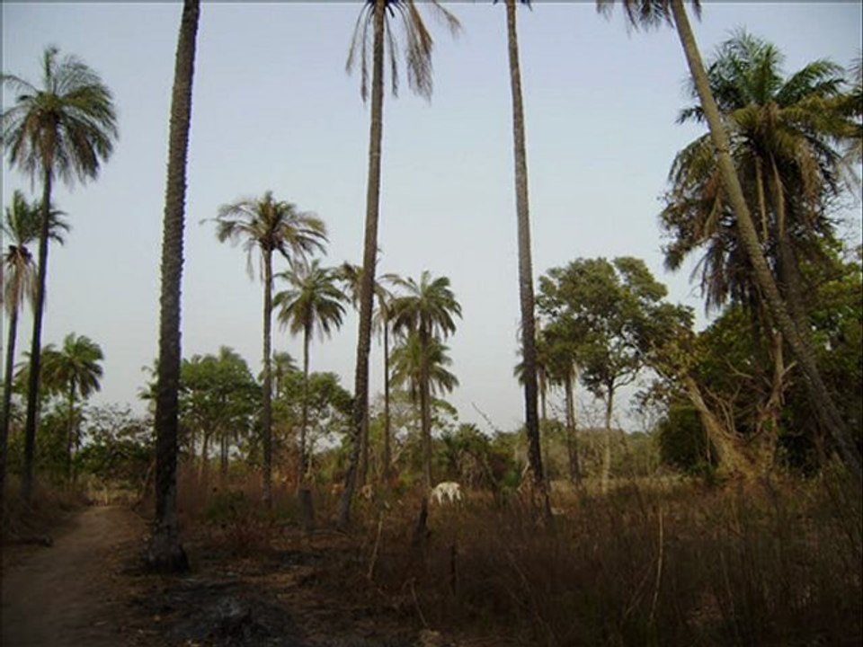 No gun no weapon / Ras Gaïndé nouha / 2011
