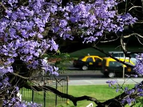 Jacarandas en flor en Buenos Aires