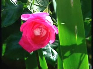 Hasan Kılıçatan-Rabbim Sana Döndüm Yüzüm