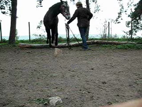 11.11 DL au dessus d'un tronc