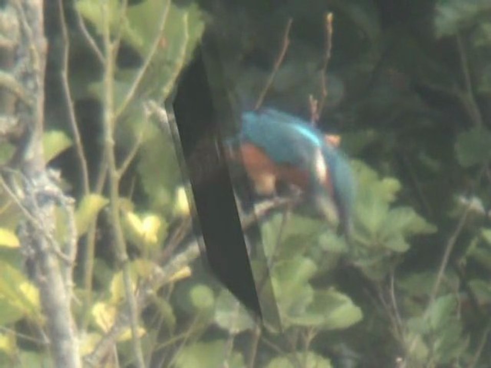 au bord d'un étang en novembre2011