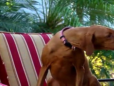 Inflammatory Bowel/IBD In Dogs and Cats