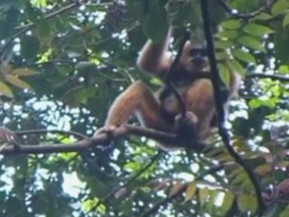 Endangered Hainan Gibbons Suffer From Loss of Habitat