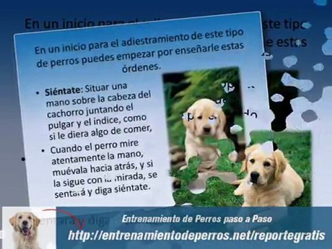Escuela de Adiestramiento Canino y Entrenamiento de Perros
