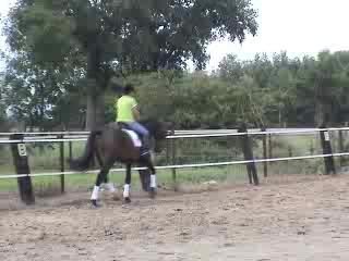 Sunrise horse dressage talent