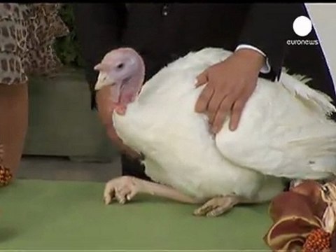 Obama indulta a dos pavos en la Casa Blanca