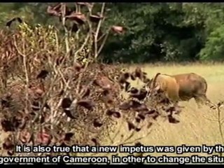 Cameroon an amazing diversity