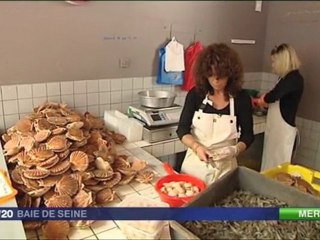 La coquille Saint Jacques touchée par la toxine ASP