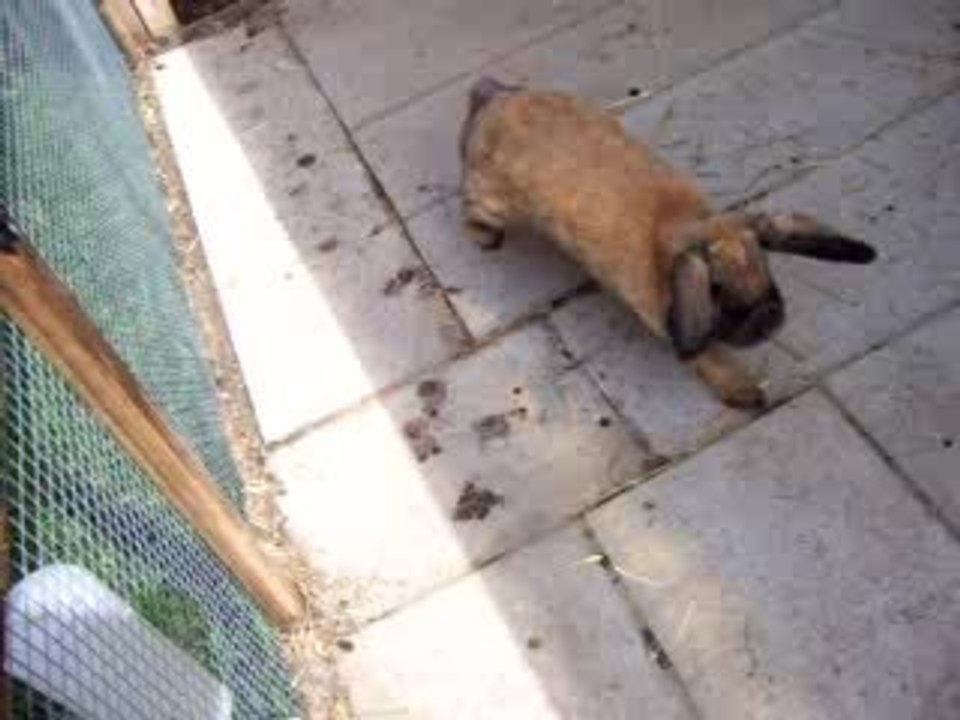 Hasis beim Petersilie futtern