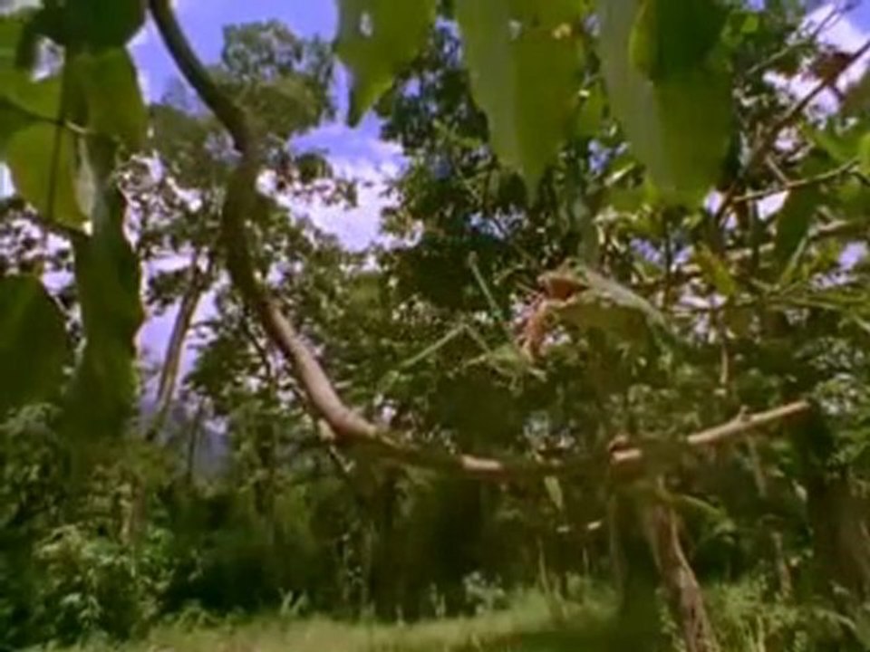 Naturaleza Salvaje