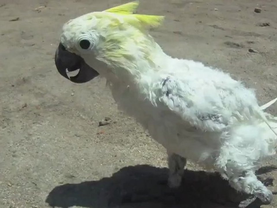 Les cacatoès de Gili Meno