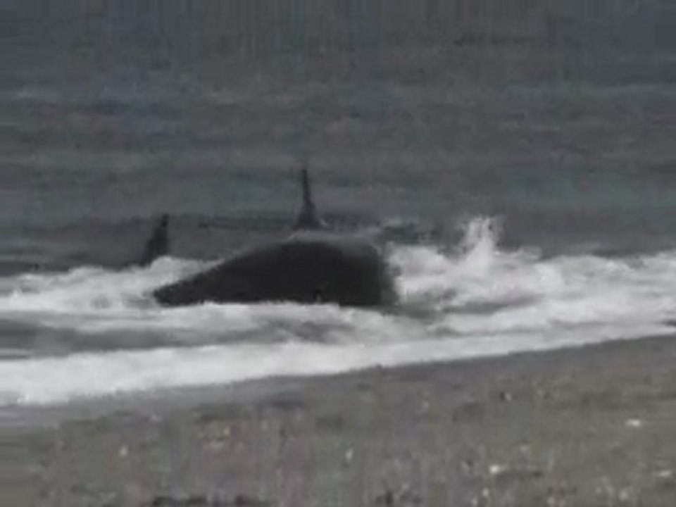 KillerWhale