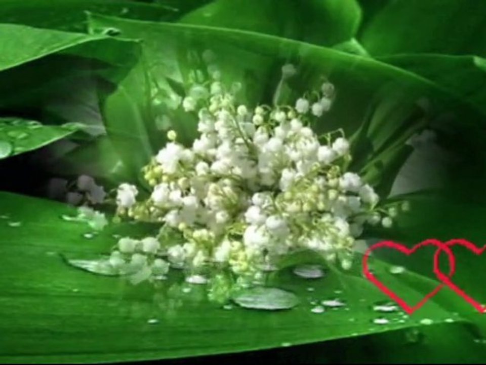 Białe konwalie-Toledo