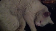 Dreaming cat