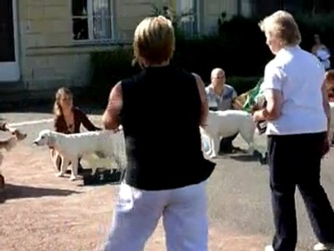 Centenaire Roiffé 9-9-11 Podium Puppy Femelle