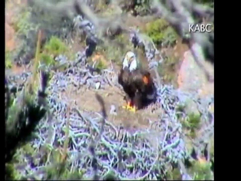 ¿Cuál es el orígen del tradicional pavo de Acción de Gracias?