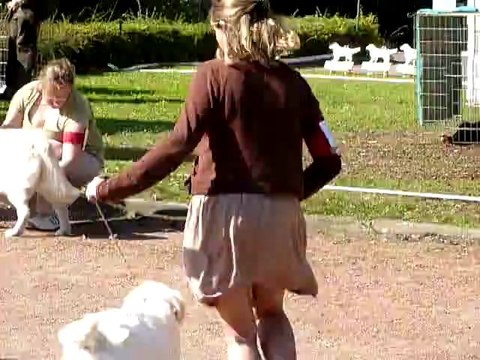 Centenaire Roiffé 9-9-11 Guidelle Puppy 4 finaliste