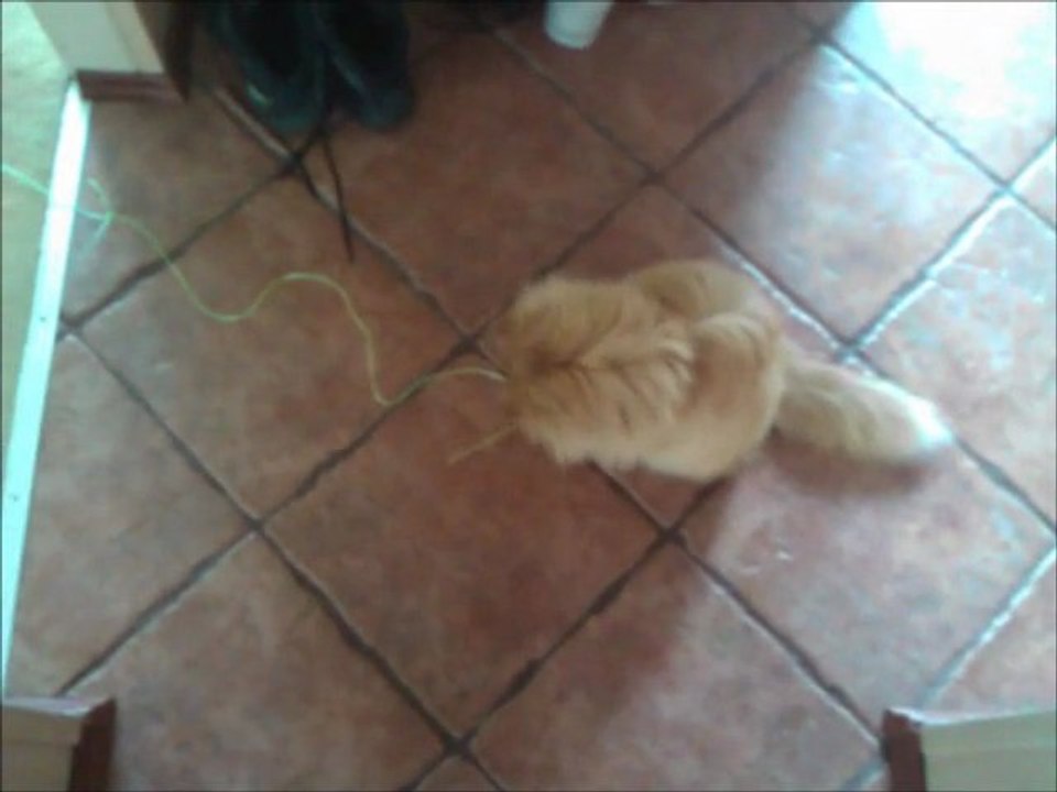 FiFi