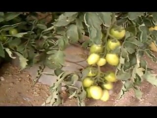 Sistema de Riego por Goteo en Jitomate