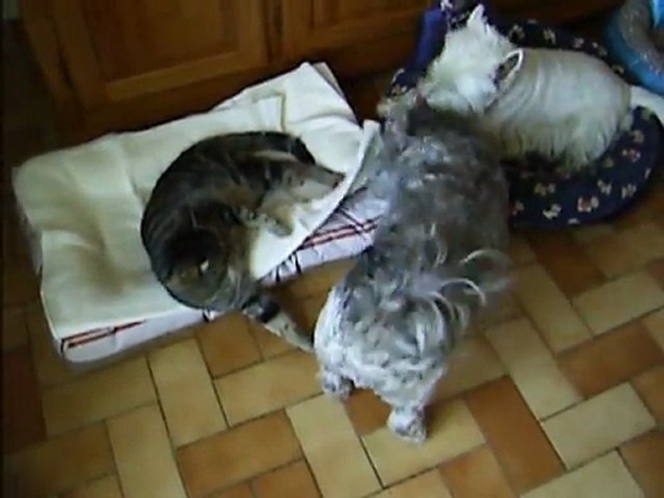 les titous