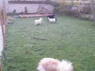 Jeux matinaux le 25 novembre 2011