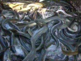 Des tonnes de poissons à vendre à Pierric !