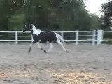 Picaro movie horse jumping and saddle