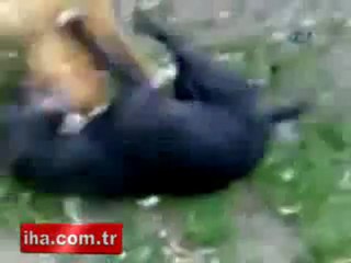 Video AD WWWOLAYWEBCOM