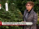 TV3 - Divendres - Com escollir l'arbre de Nadal