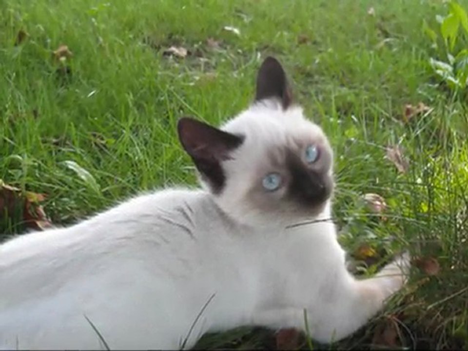 babouchka