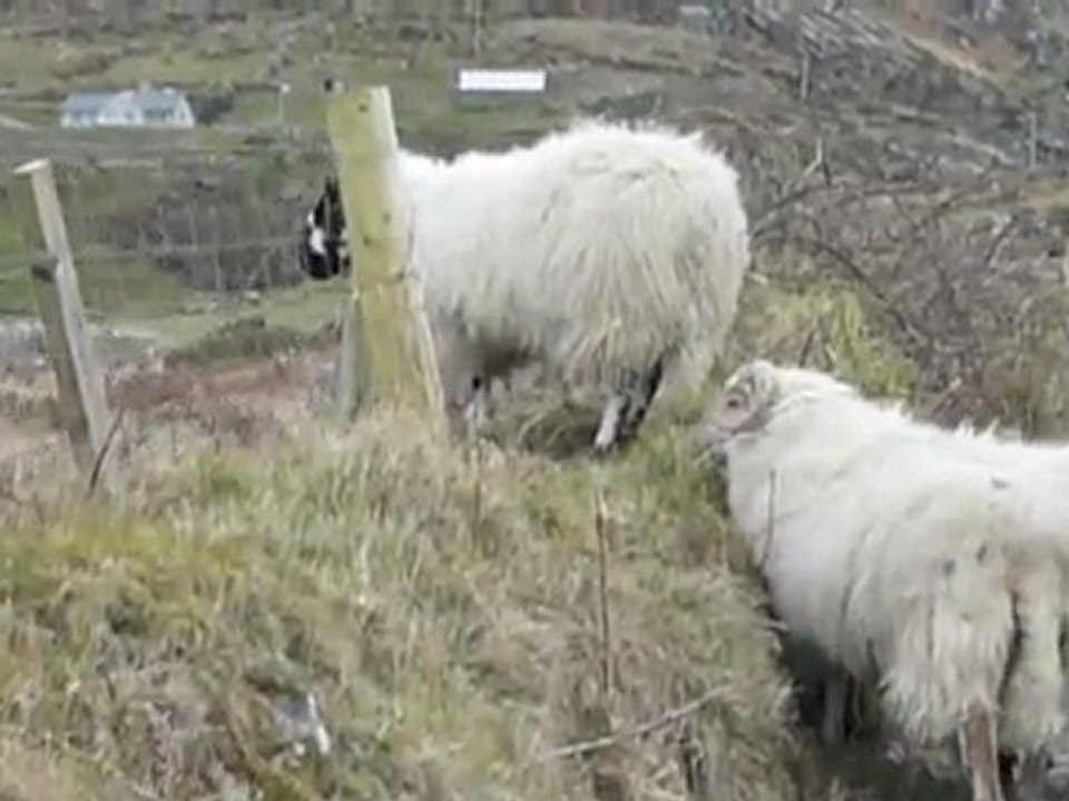 Les moutons irlandais