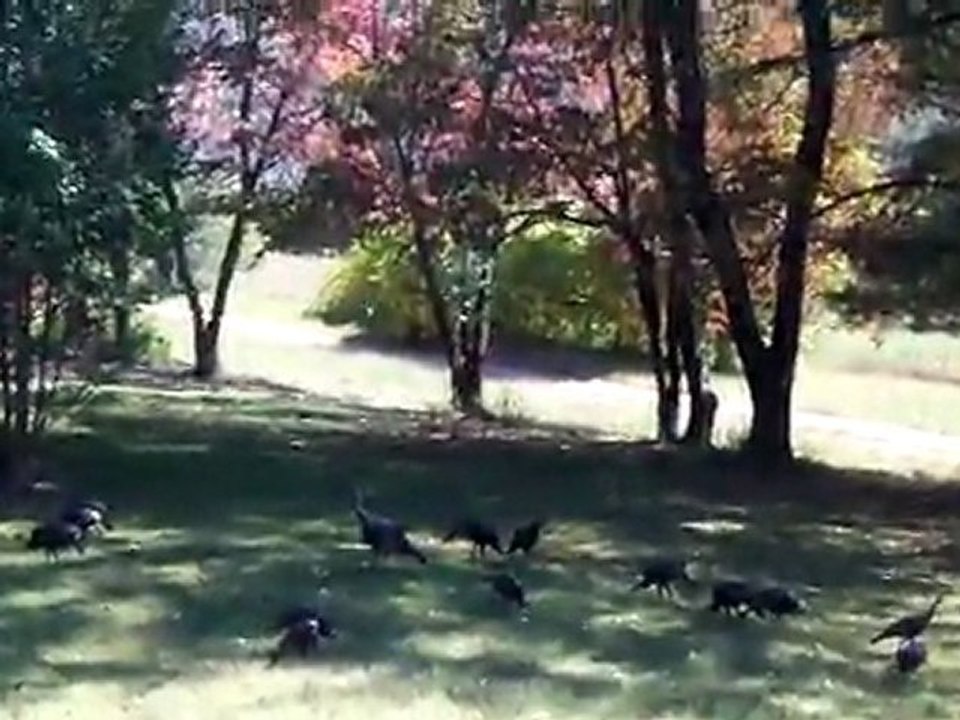 More Turkeys