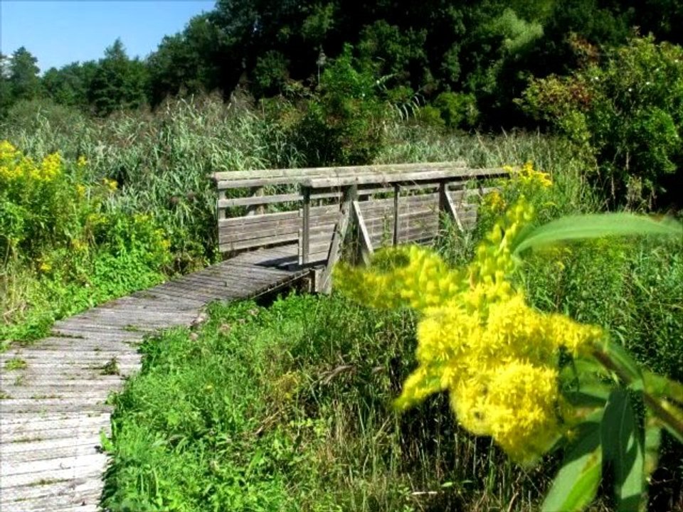Le marais de Chirens en Pays Voironnais.
