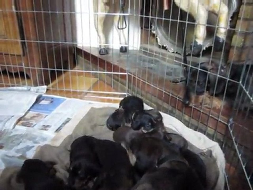 TECKEL MAMAIOU LA TENDRE MAMAN ET SES NEUF BEBES