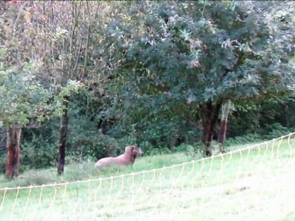 sheep attack