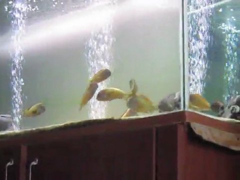 İlangi yellow-Ahmet Dursun