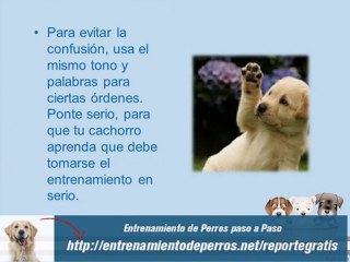 Como Educar a un Cachorro para Hacer del Baño