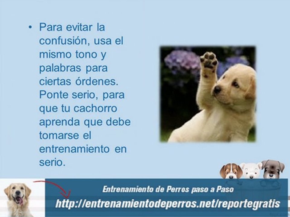 Como Educar a un Cachorro para Hacer del Baño