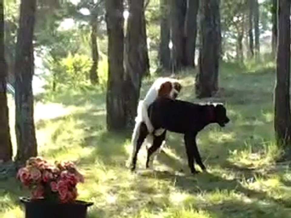 Les amis de San-Antonio s'ébrouent sous les arbres